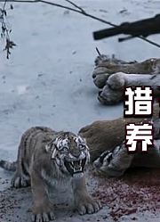 全村人为何不惜冒犯山神？猎杀虎妈养大虎娃，一人一虎的恩怨情仇