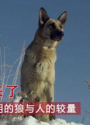 农民捡了一只狗崽，家里就开始丢羊，一部红狼与人斗智斗勇的电影
