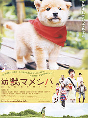 豆柴小犬