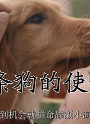 狗狗忘喝孟婆汤，带着前世记忆投胎轮回，只为寻找主人报恩