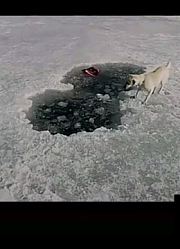 两个小孩和狗狗的故事