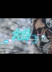 捕猎高手千满德为了保护朝鲜最后一只老虎，与日军拼死相搏的故事