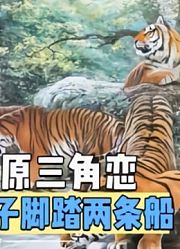 非洲草原上演狗血剧情，魅力虎王甘心当奶爸，母虎出轨遭遇报复