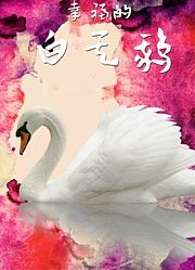 幸福的白天鹅