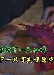 小女孩意外救下了公鸡，公鸡为了报恩，竟留下一只可许愿望的鸡毛