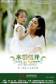 木槿花开