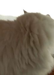 博物馆中的猫主任，传说中的职业铲屎官，专门伺候“主子”的