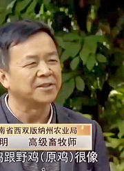 长得像是鸟一样的茶花鸡，能飞会游泳，你见过没