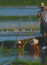 湖中飘起大群死鱼，村民表示知道原因，竟因湖面的蓝色火焰