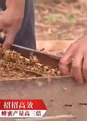 大哥养蜜蜂一年产三次，其他蜂农都不清楚其中奥秘！