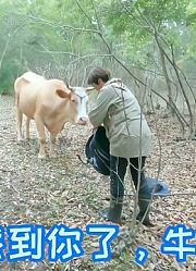 杨妈妈上山就能找到牛，运气太好啦，牛都这么喜欢她，我也喜欢！