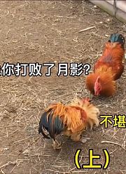 土鸡斗：拳硬pk狂狮，鸡王给挑战者上课