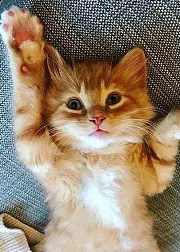 萌猫宝哥哥
