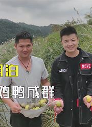 土豪的百亩山林，究竟多少山头湖泊？念念不忘乌鸡花花