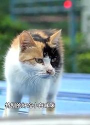 男子不仅要照顾家中的几十只猫，在外面的流浪猫，隔天也要去喂饭