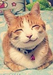 萌猫课堂