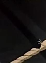 我的小孩最近迷上了《猫和老鼠方言版》，到底有什么好玩的
