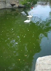 【测试】跟播付费+片花预告片预告片