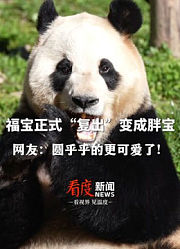 #福宝正式复出变成胖宝，网友：圆乎乎的更可爱了！