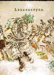 【74*】Leucocoryne【誕生日】