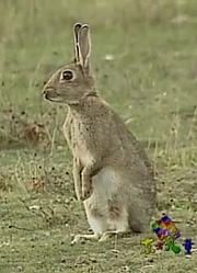 怎么之前没早看《天线宝宝》Rabbits，拍的太牛了