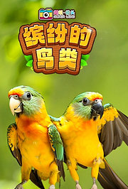 超级镜头：缤纷的鸟类