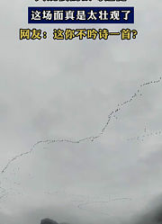 大规模的候鸟迁徙，这场面真是太壮观了