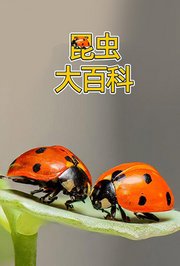 昆虫大百科
