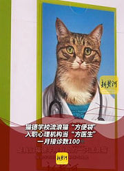 猫德学校流浪猫“方便袋”入职心理机构当“方医生”，一月接诊数100+（记者：薛冬摄像/剪辑：冯松豪运营：冯业鹏）