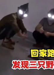 回家的路上发现，三个野生奥特曼，该怎么办？