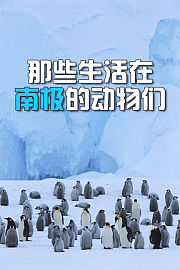 那些生活在南极的动物们