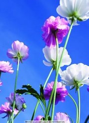 少儿绘画提高班教学视频，油画棒绘画之花卉，高鳍红剑作品