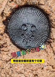 盒子爸爸.的2024年合集2