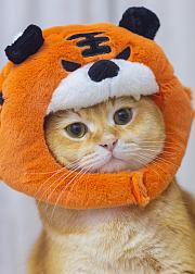 橘猫日常