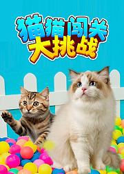 猫猫闯关大挑战