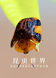 昆虫世界比远古恐龙还古老的甲虫王国