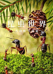 昆虫世界小动物大能量