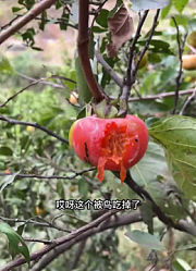 周小帅的龙凤胎的2026年合集1