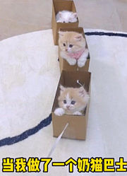 萌猫的日常