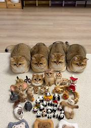 猫咪的快乐生活