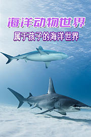 海洋动物世界-属于孩子的海洋世界
