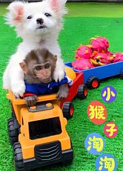 小猴子淘淘