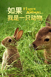 如果我是一只动物