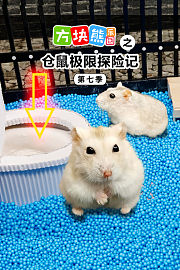 方块熊乐园之仓鼠极限探险记第7季