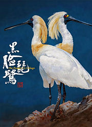 黑脸琵鹭