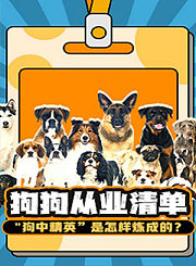 狗狗从业清单