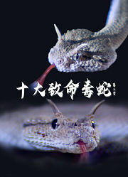 十大致命毒蛇第2季