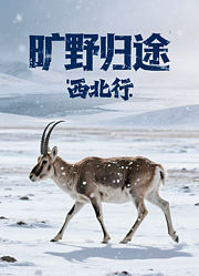 旷野归途：西北行