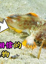 猎奇动物