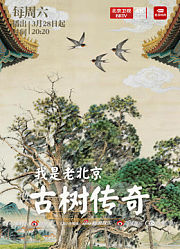 我是老北京——古树传奇